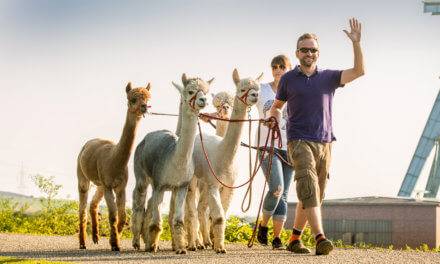 Alpaka Trekking in Castrop Rauxel: Daniels kleine Farm begeistert uns!