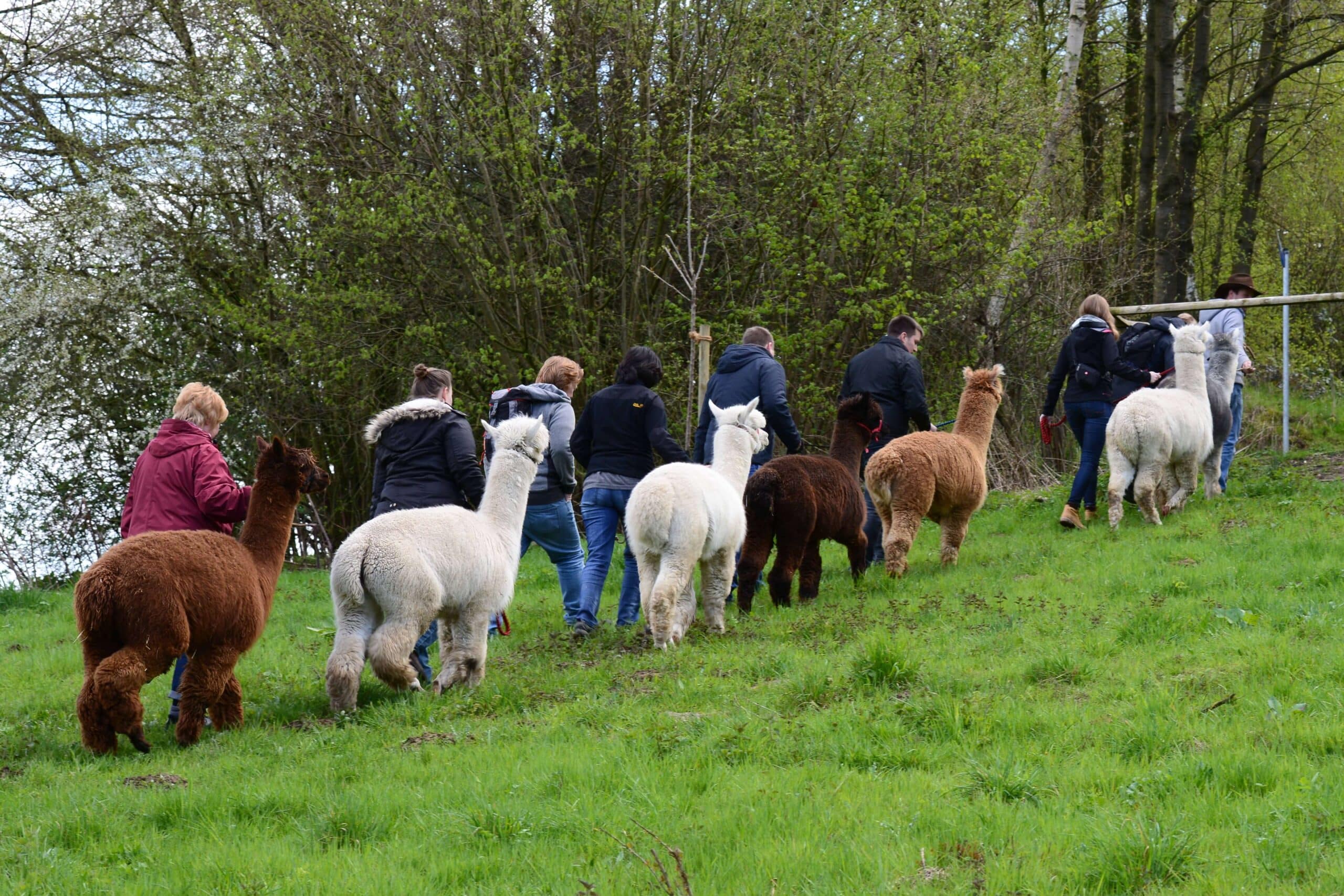alpaka-trekking-tour
