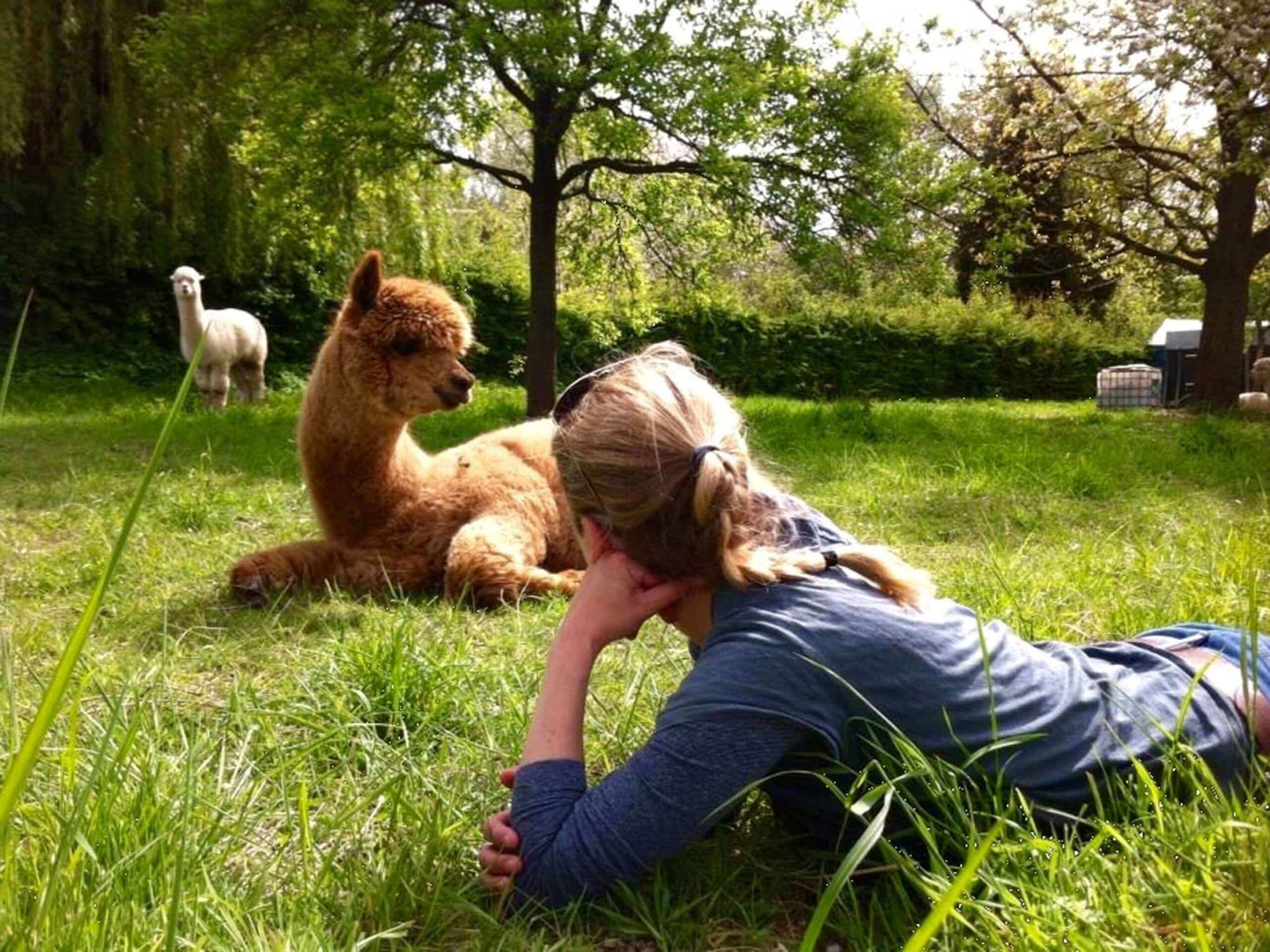 relaxen-mit-alpakas-daniels-kleine-farm